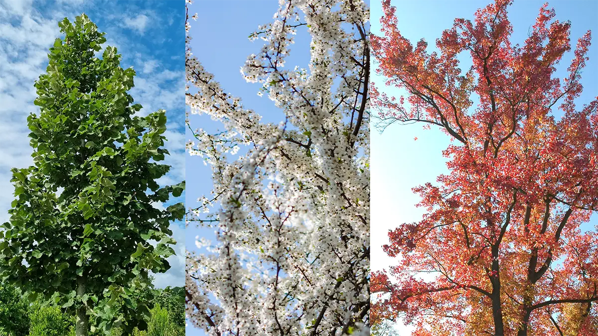 Zusammenschnitt dreier Baumarten: Silberlinden, japanische Maikirschen und Amberbaum